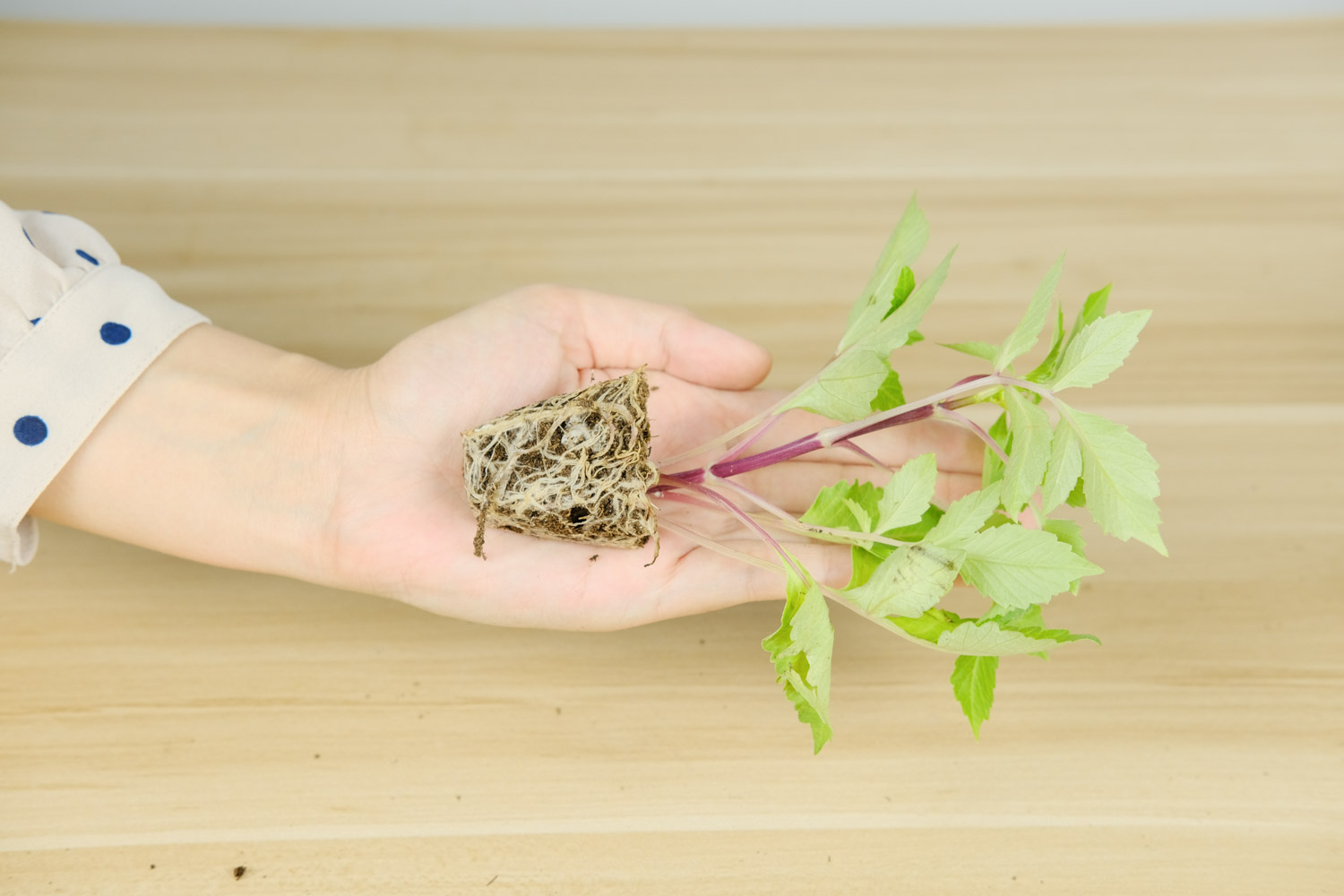 小丽花的病虫害及其预防和治疗