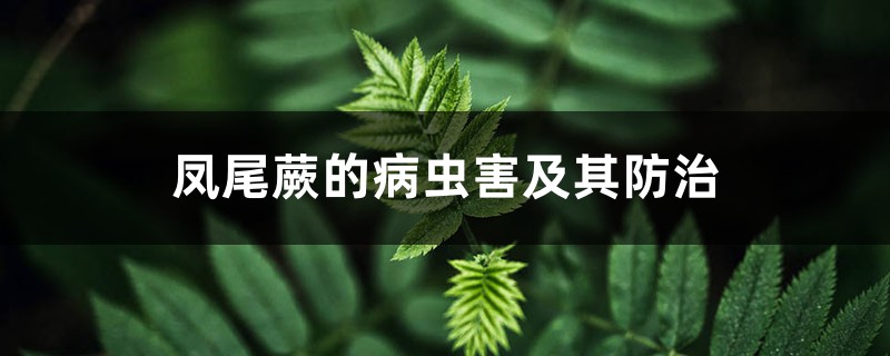 凤尾蕨的病虫害及其预防和治疗