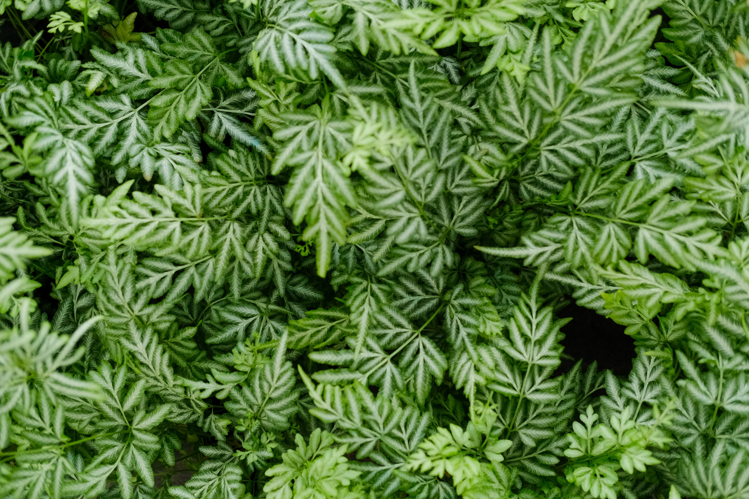 凤尾蕨的病虫害及其预防和治疗