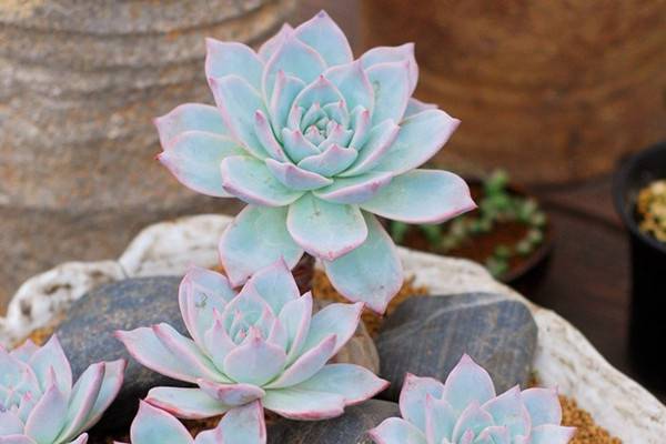 多肉9大病虫害表现症状及预防和治疗办法