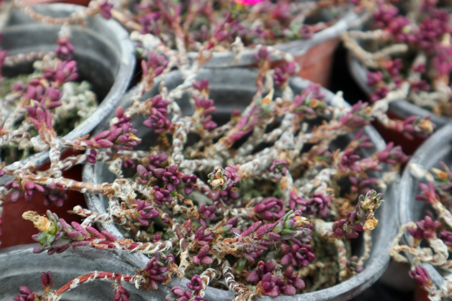 多肉9大病虫害表现症状及预防和治疗办法