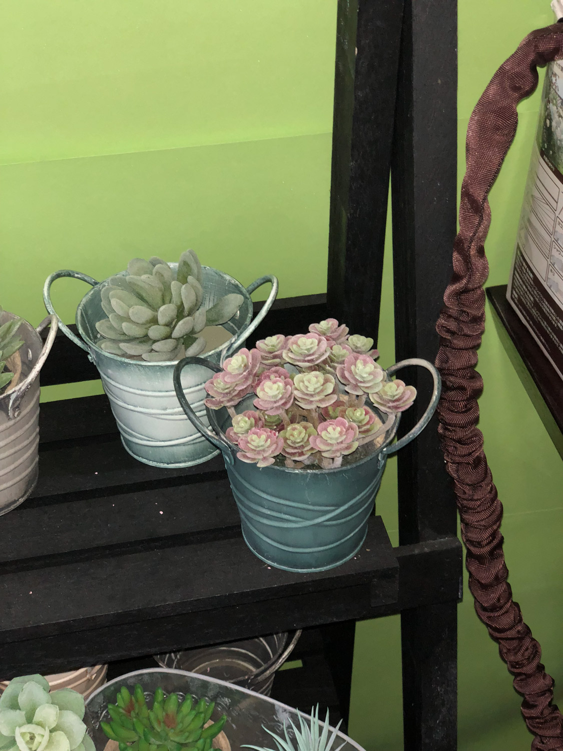 多肉9大病虫害表现症状及预防和治疗办法