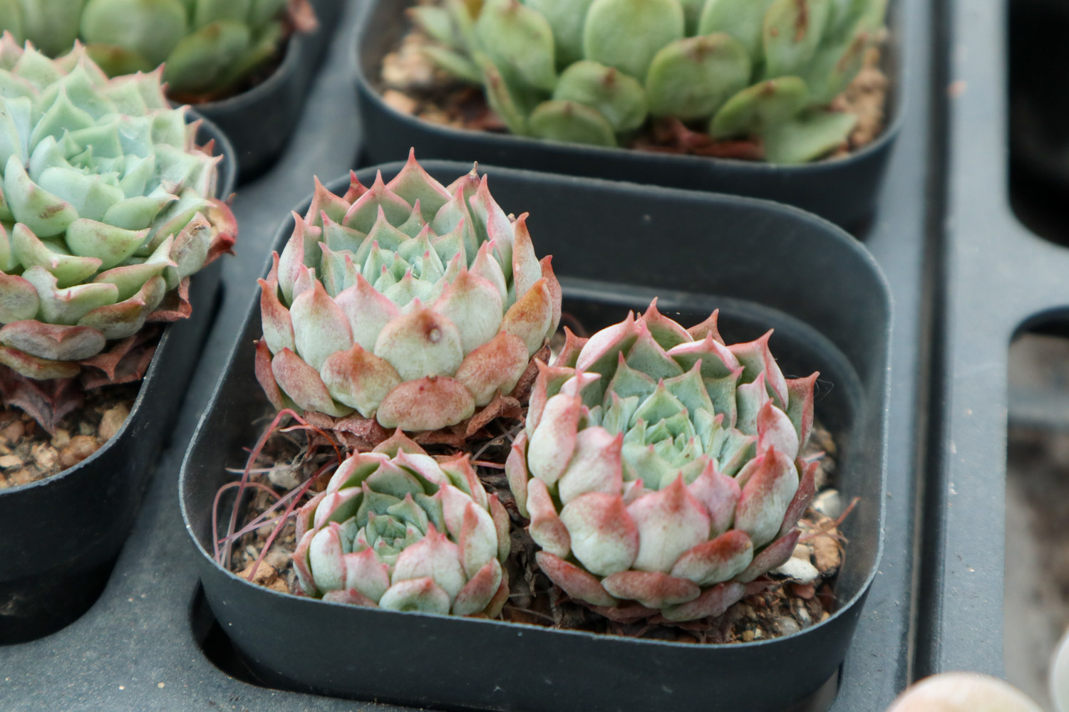 多肉9大病虫害表现症状及预防和治疗办法