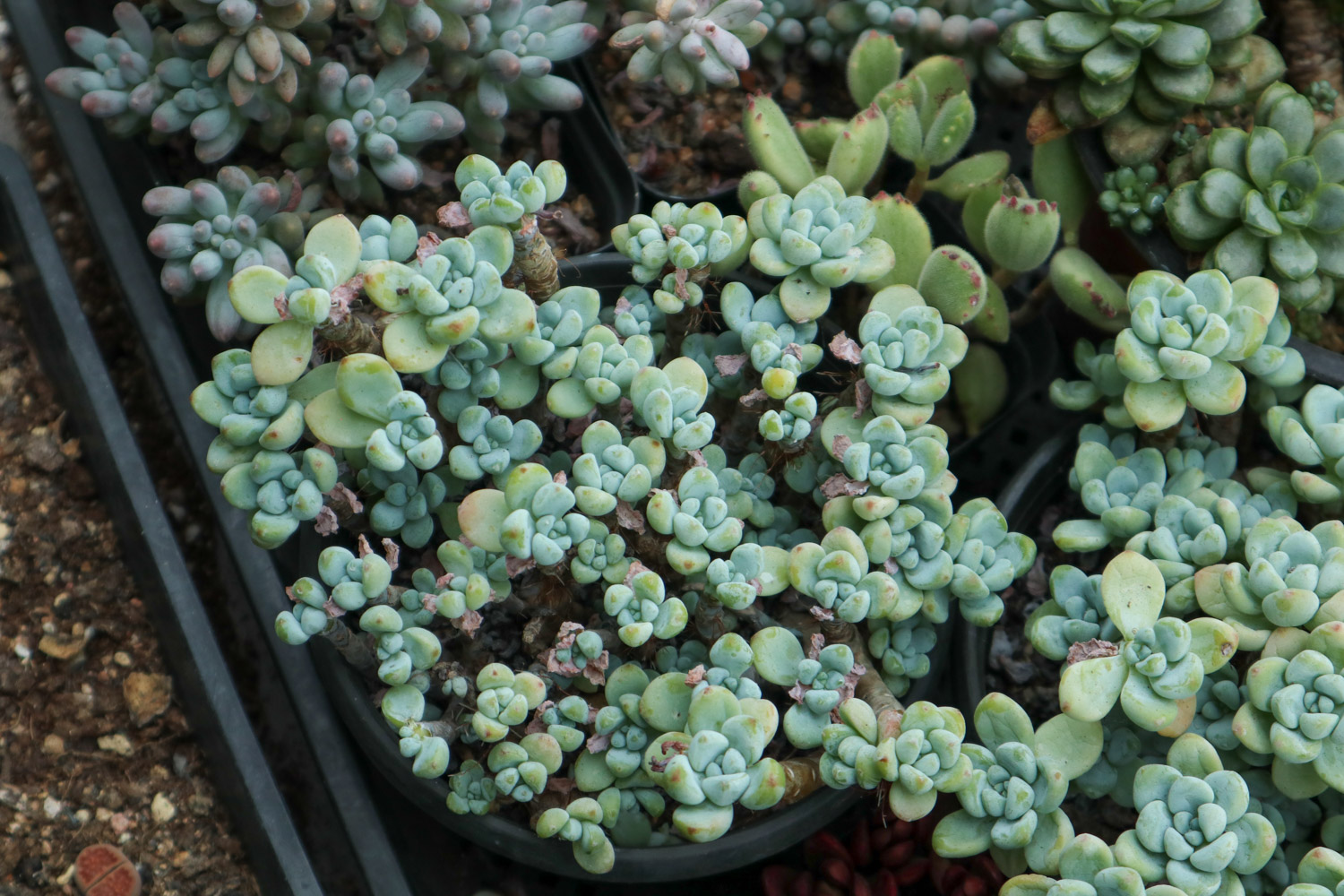 多肉9大病虫害表现症状及预防和治疗办法