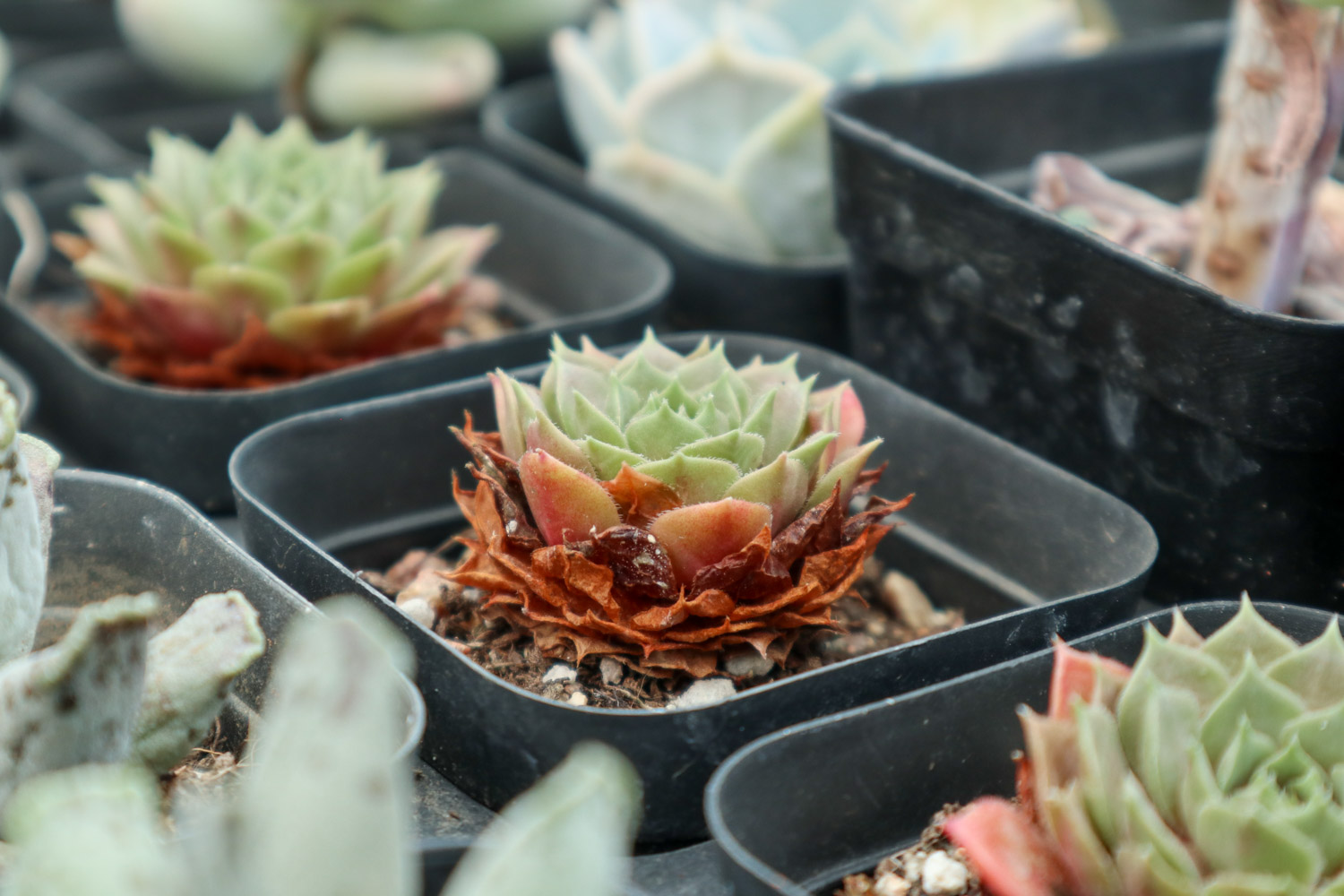 多肉9大病虫害表现症状及预防和治疗办法