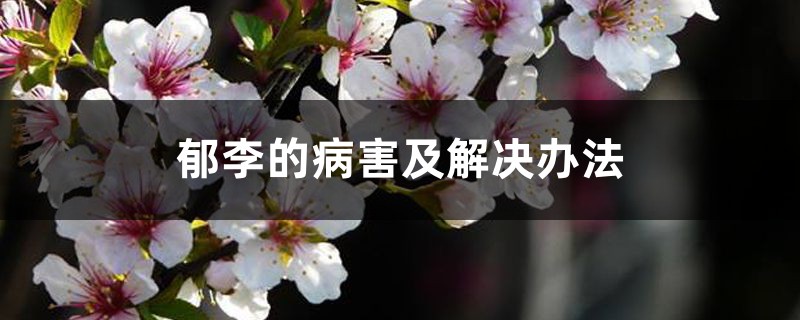 郁李的病害及处理办法