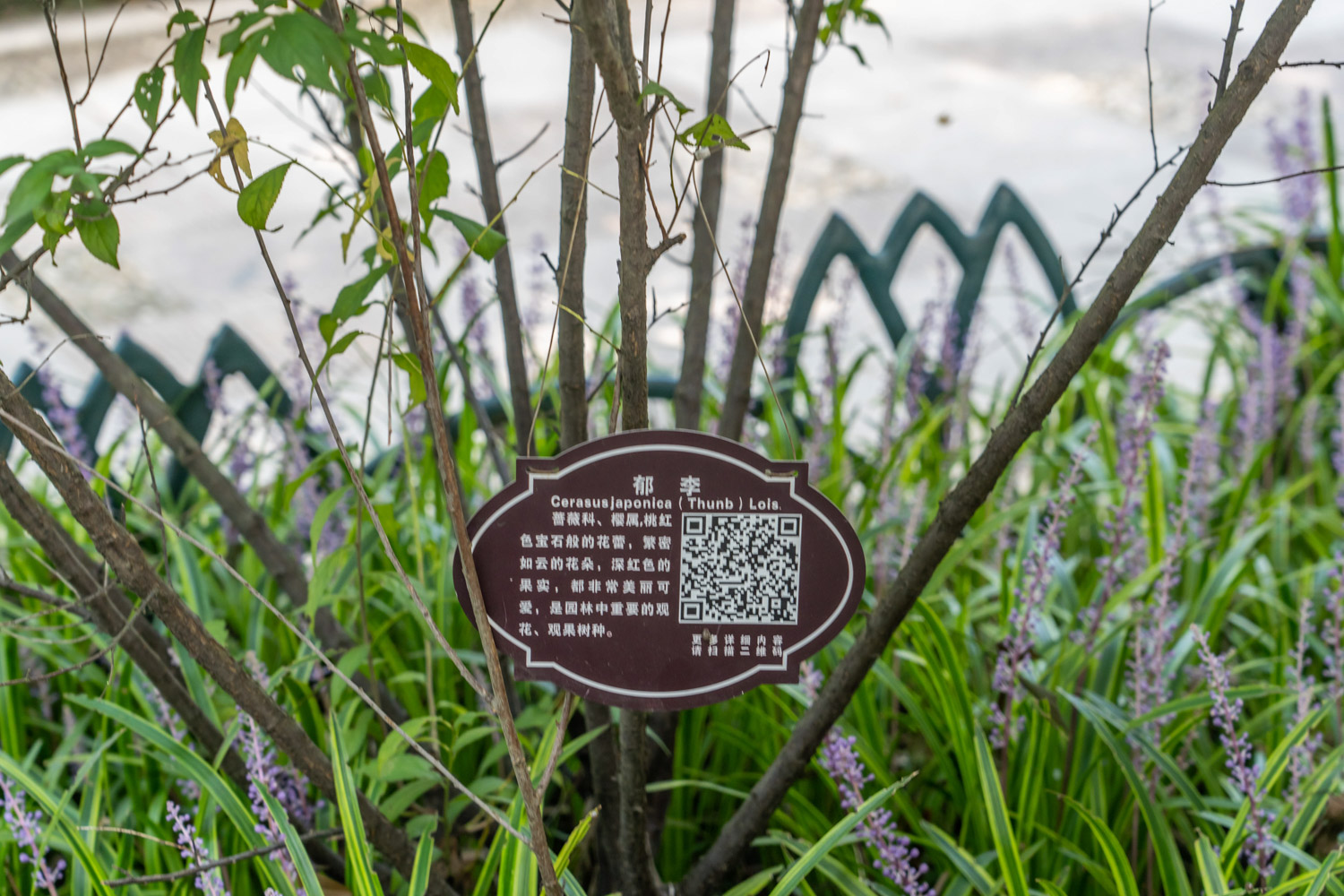 郁李的病害及处理办法