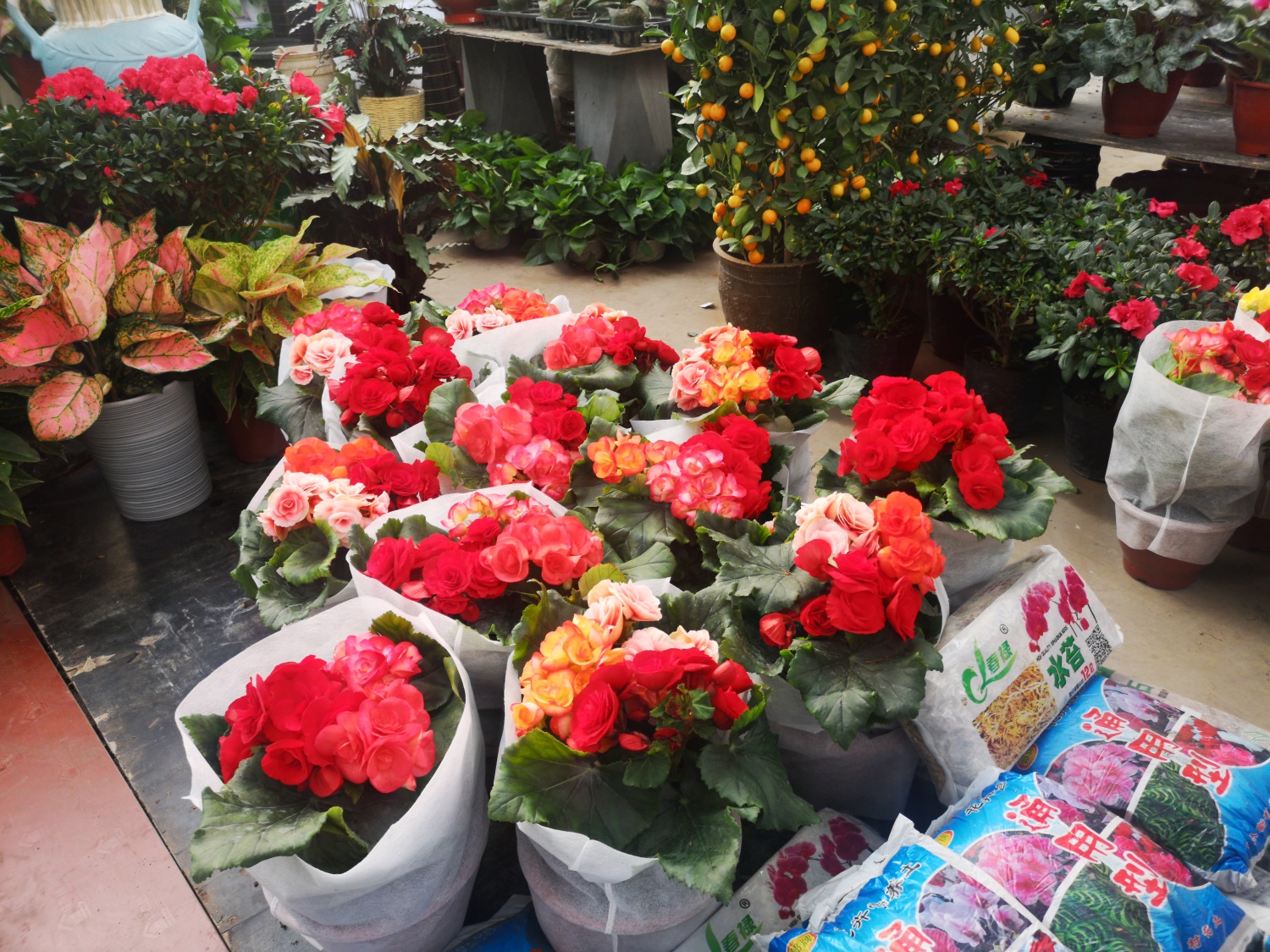 丽格海棠的病虫害及其预防和治疗