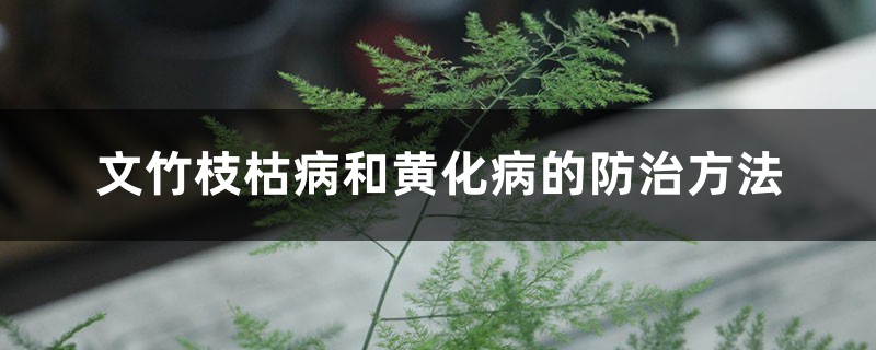 文竹枝枯病和黄化病的预防和治疗办法