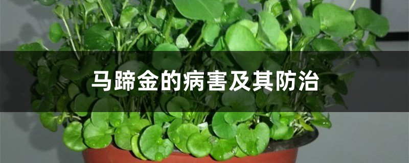 马蹄金的病害及其预防和治疗