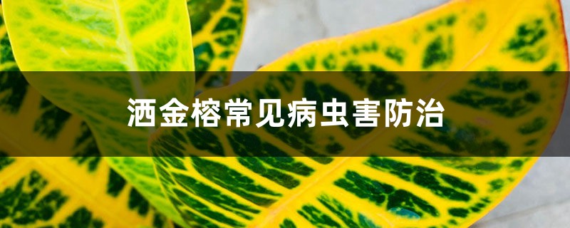 洒金榕常见病虫害预防和治疗