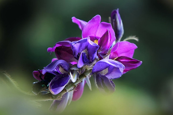 葛花的病虫害及预防和治疗办法