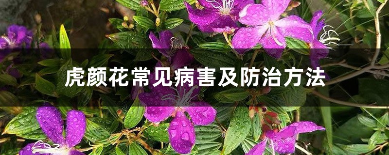 虎颜花常见病害及预防和治疗办法