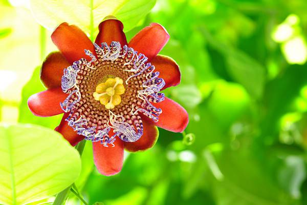 西番莲的病害及预防和治疗办法