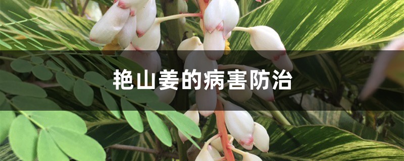 艳山姜的病害预防和治疗