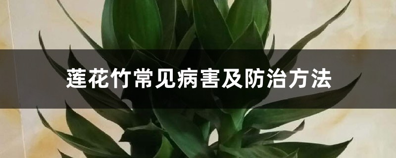 莲花竹常见病害及预防和治疗办法
