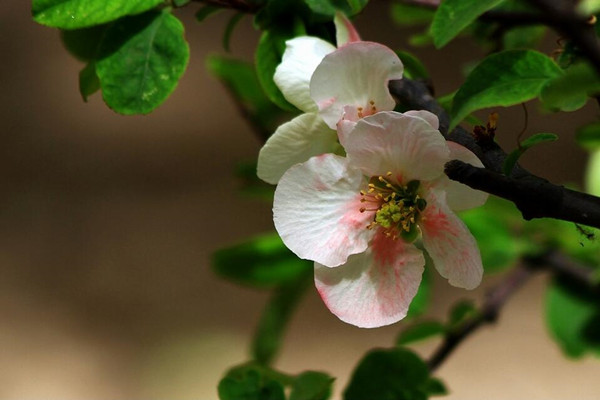 橄榄花常见病虫害及预防和治疗办法