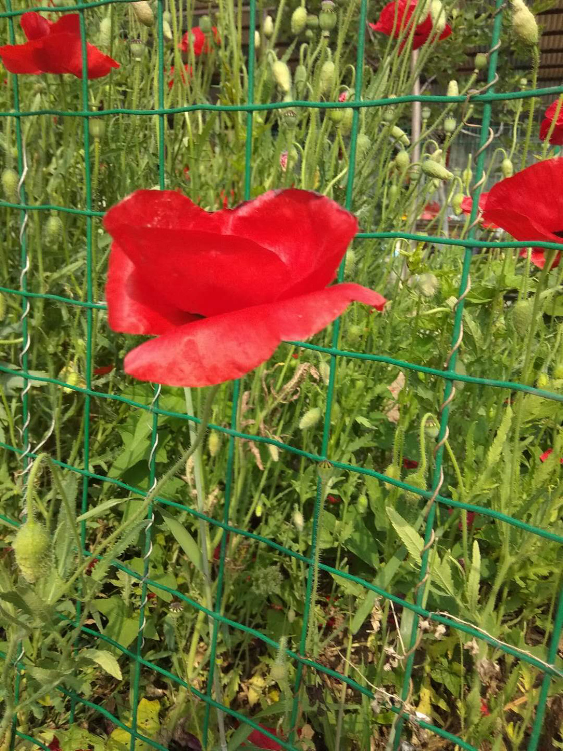 虞美人常见病虫害及预防和治疗办法