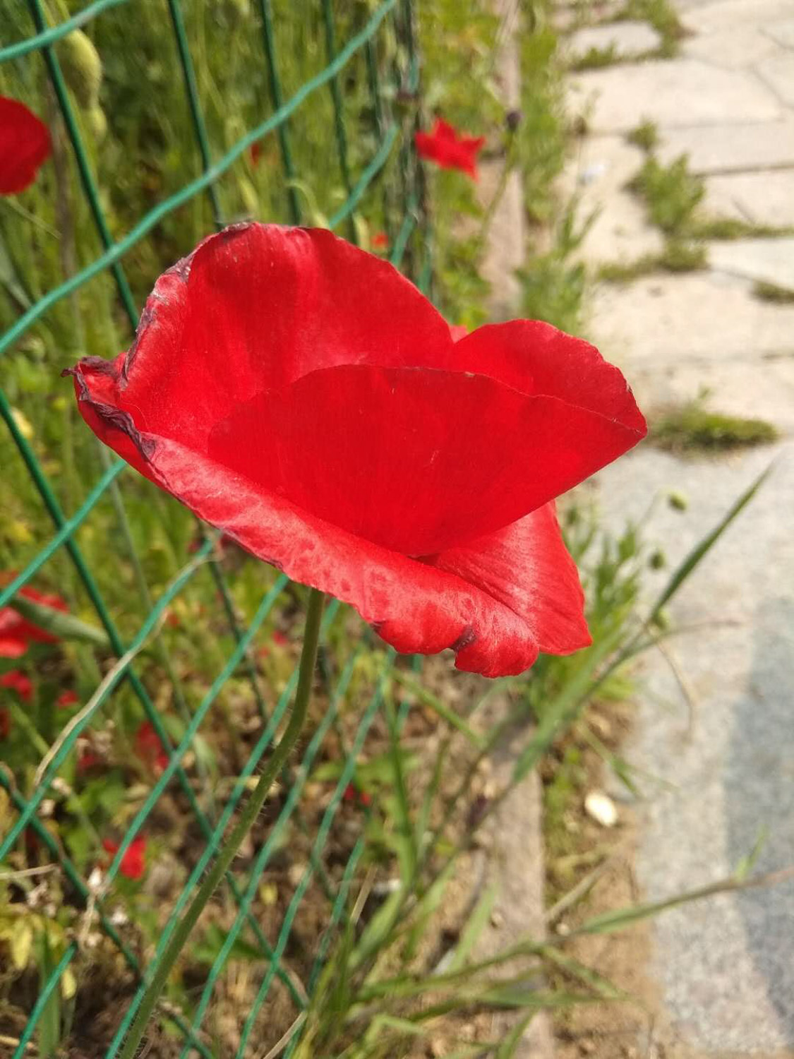 虞美人常见病虫害及预防和治疗办法