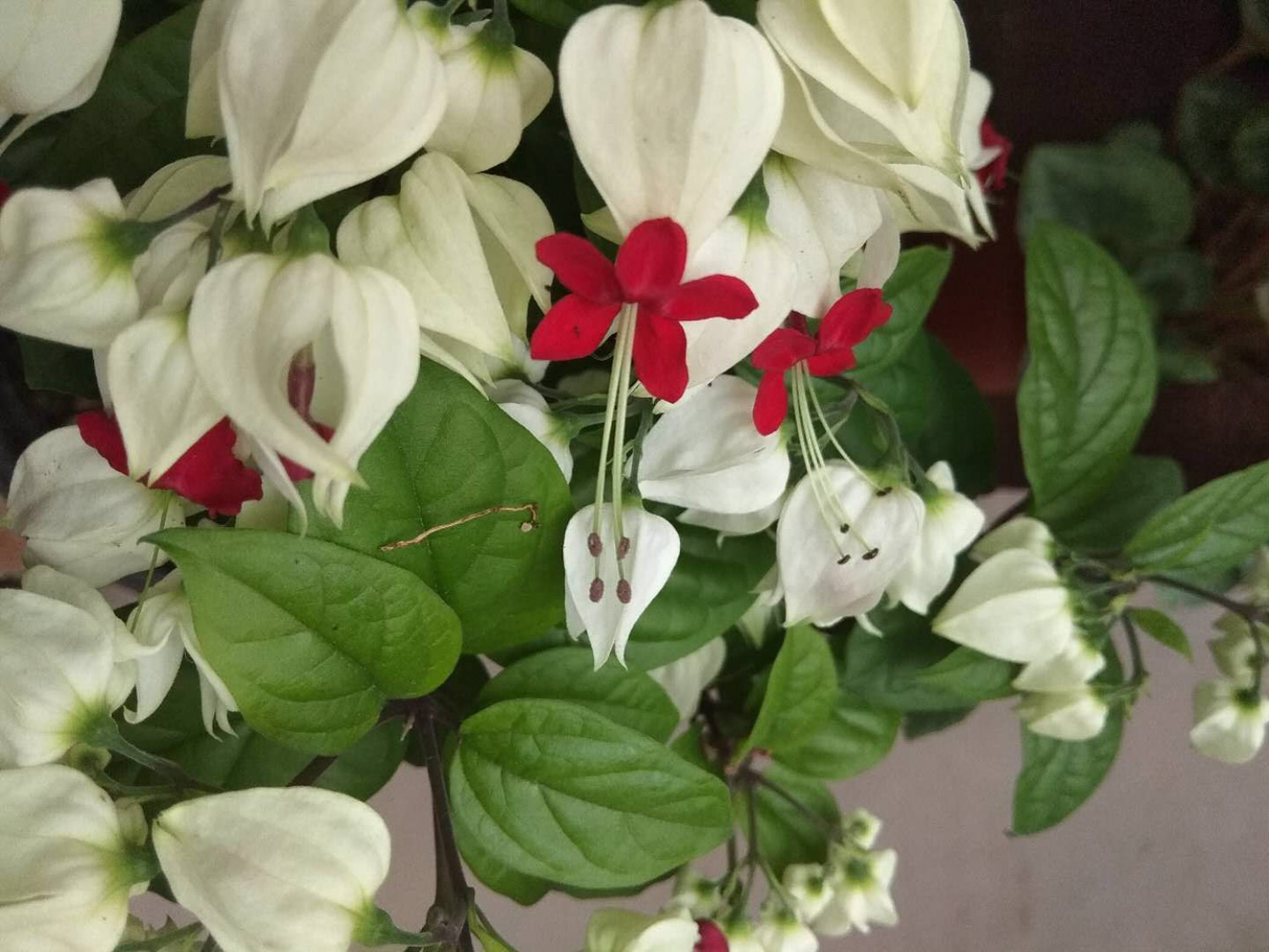 龙吐珠常见病害及预防和治疗办法