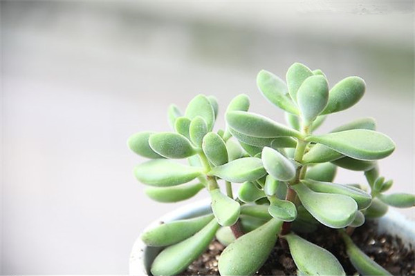 若歌诗常见病症及处理办法