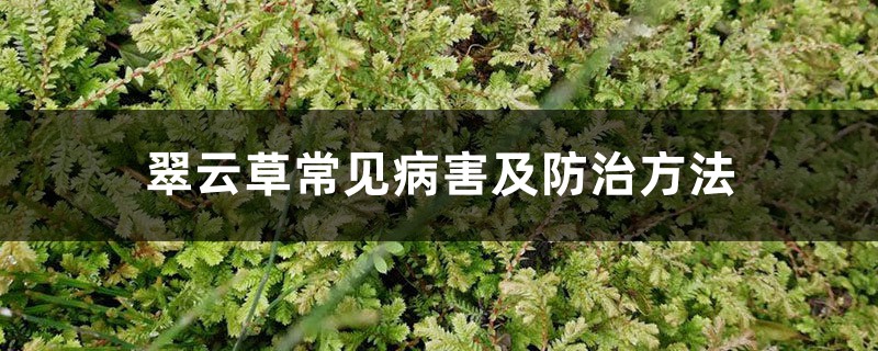 翠云草常见病害及预防和治疗办法