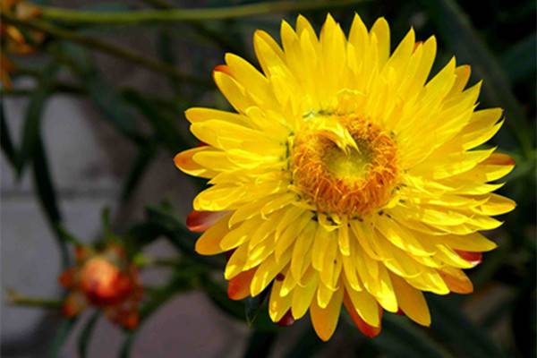 麦秆菊的病害及其预防和治疗