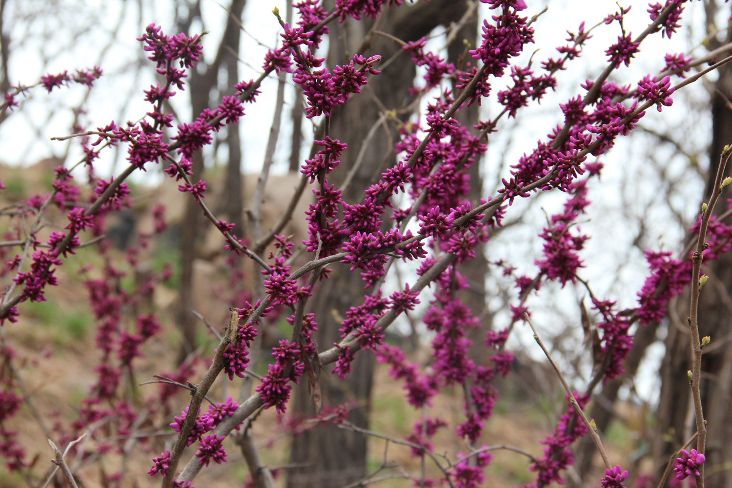 紫荆的病害及预防和治疗办法