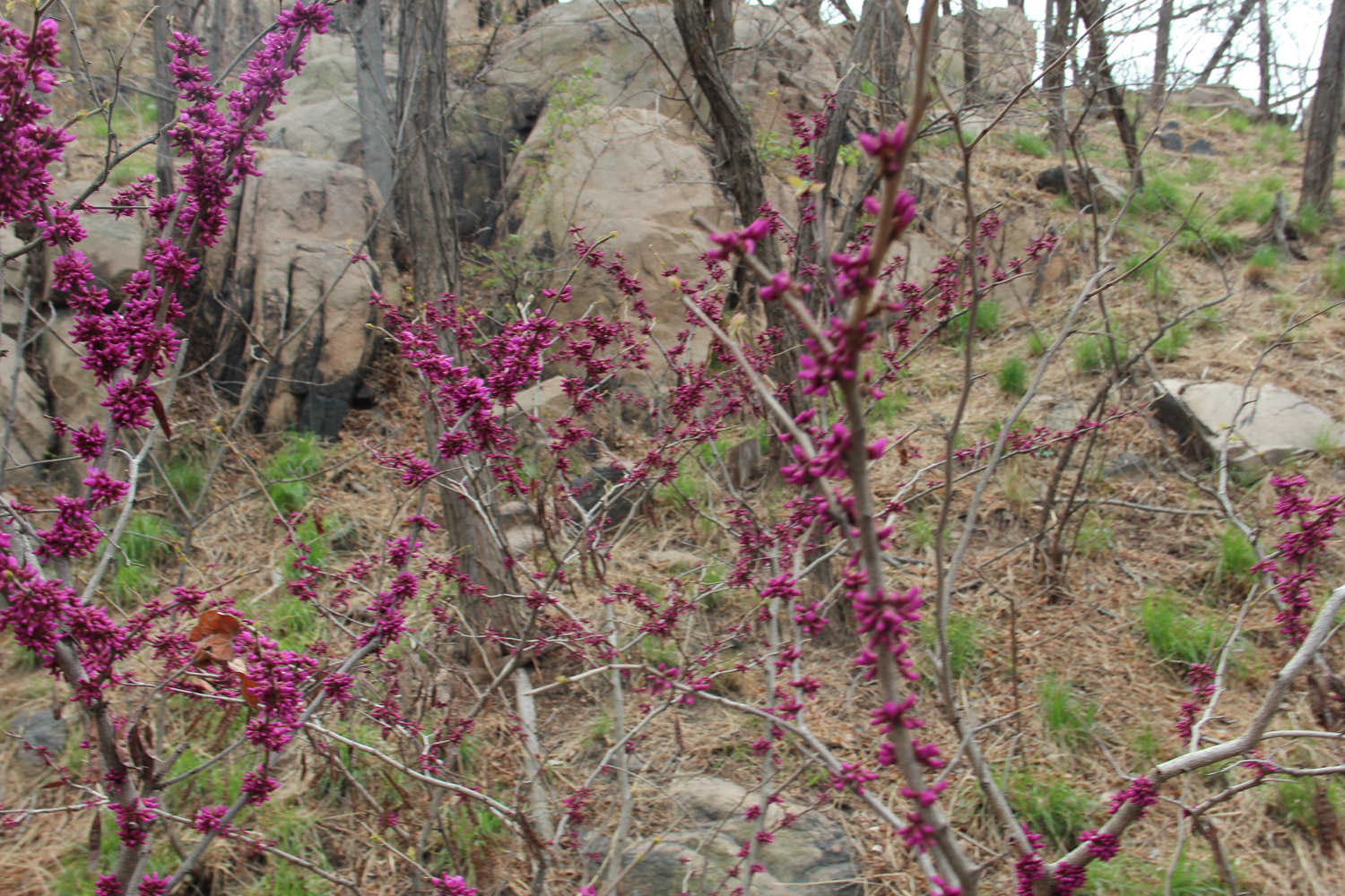 紫荆的病害及预防和治疗办法