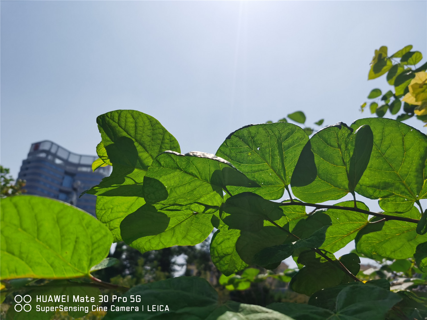 紫荆的病害及预防和治疗办法