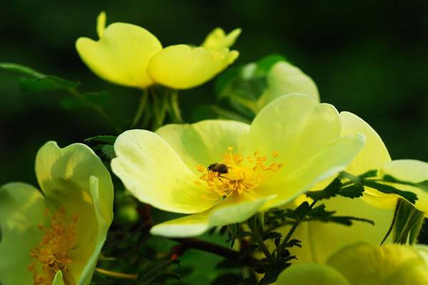 黄刺玫的病虫害及其预防和治疗