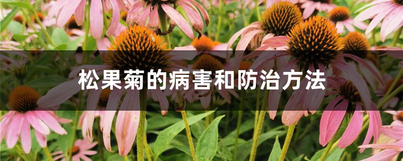 松果菊的病害和预防和治疗办法