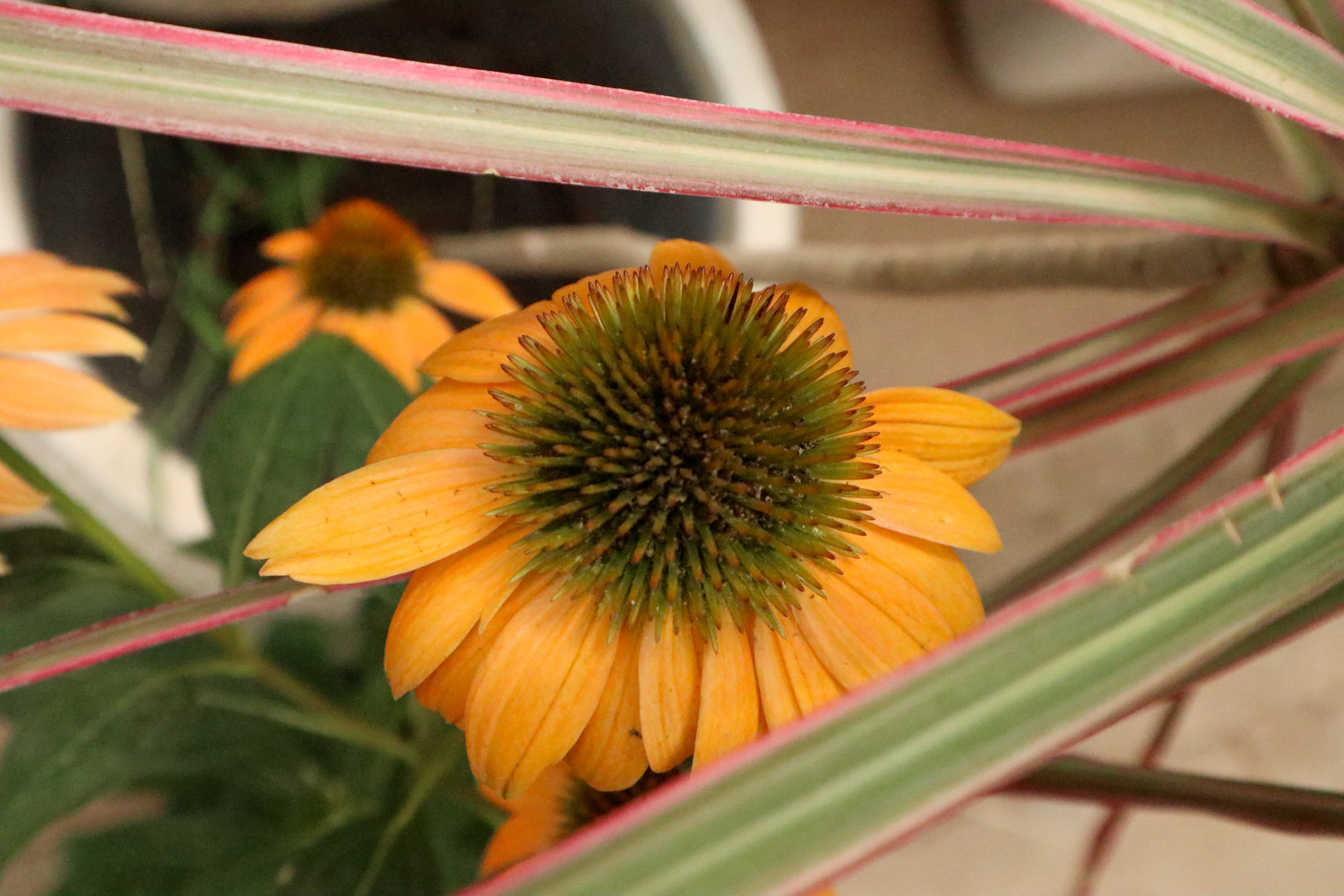 松果菊 松果菊的病害和预防和治疗办法