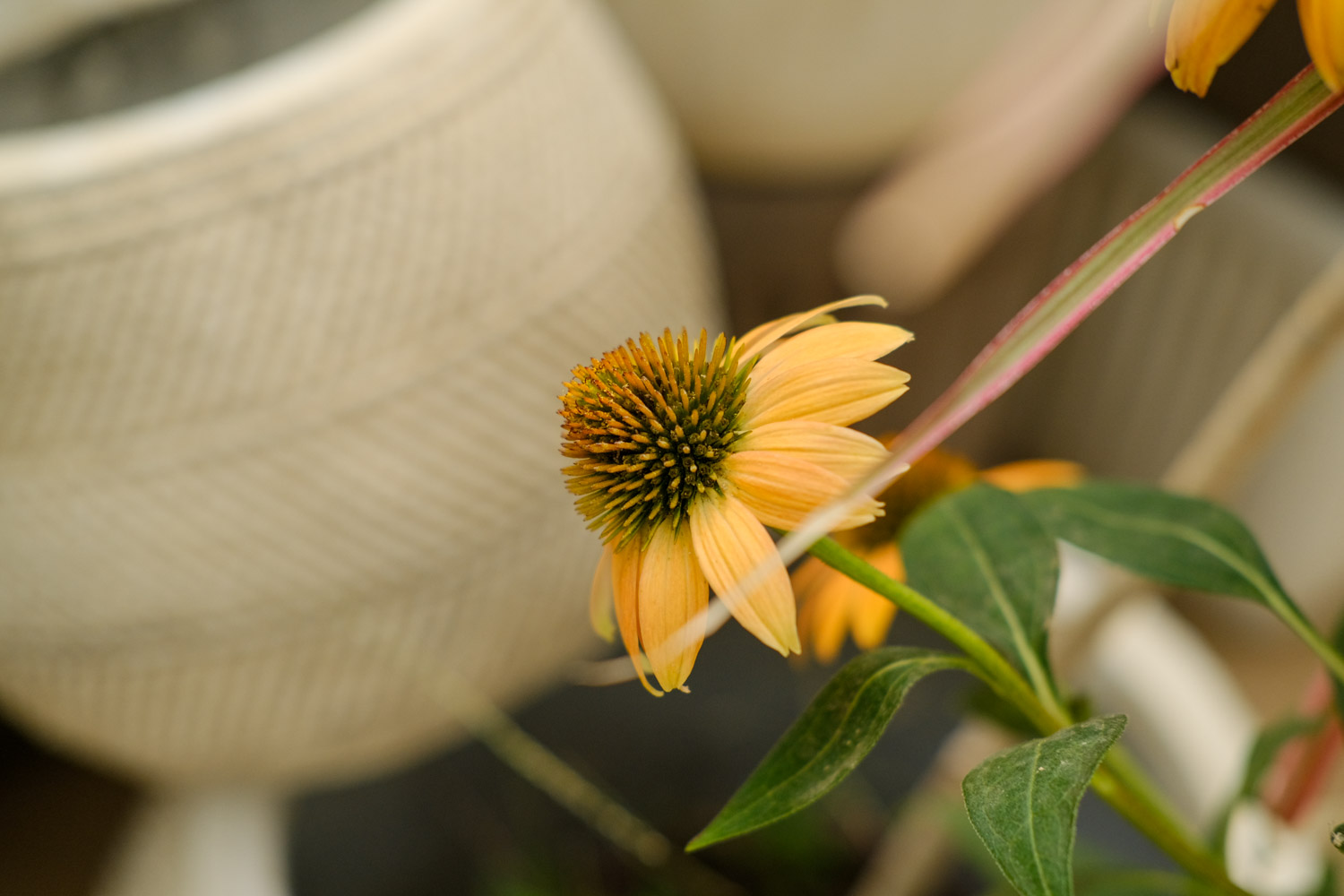 松果菊 松果菊的病害和预防和治疗办法