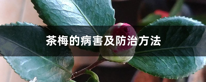 茶梅的病害及预防和治疗办法