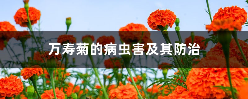 万寿菊的病虫害及其预防和治疗