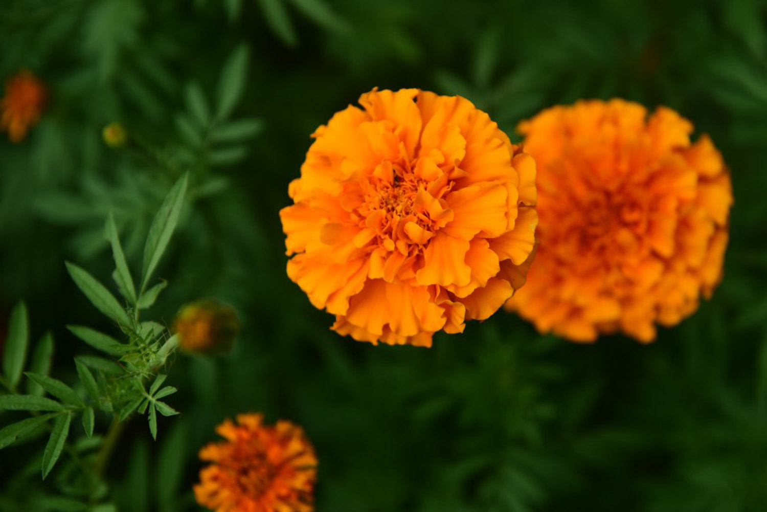 万寿菊的病虫害及其预防和治疗