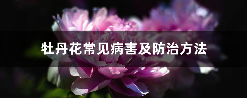 牡丹花常见病害及预防和治疗办法