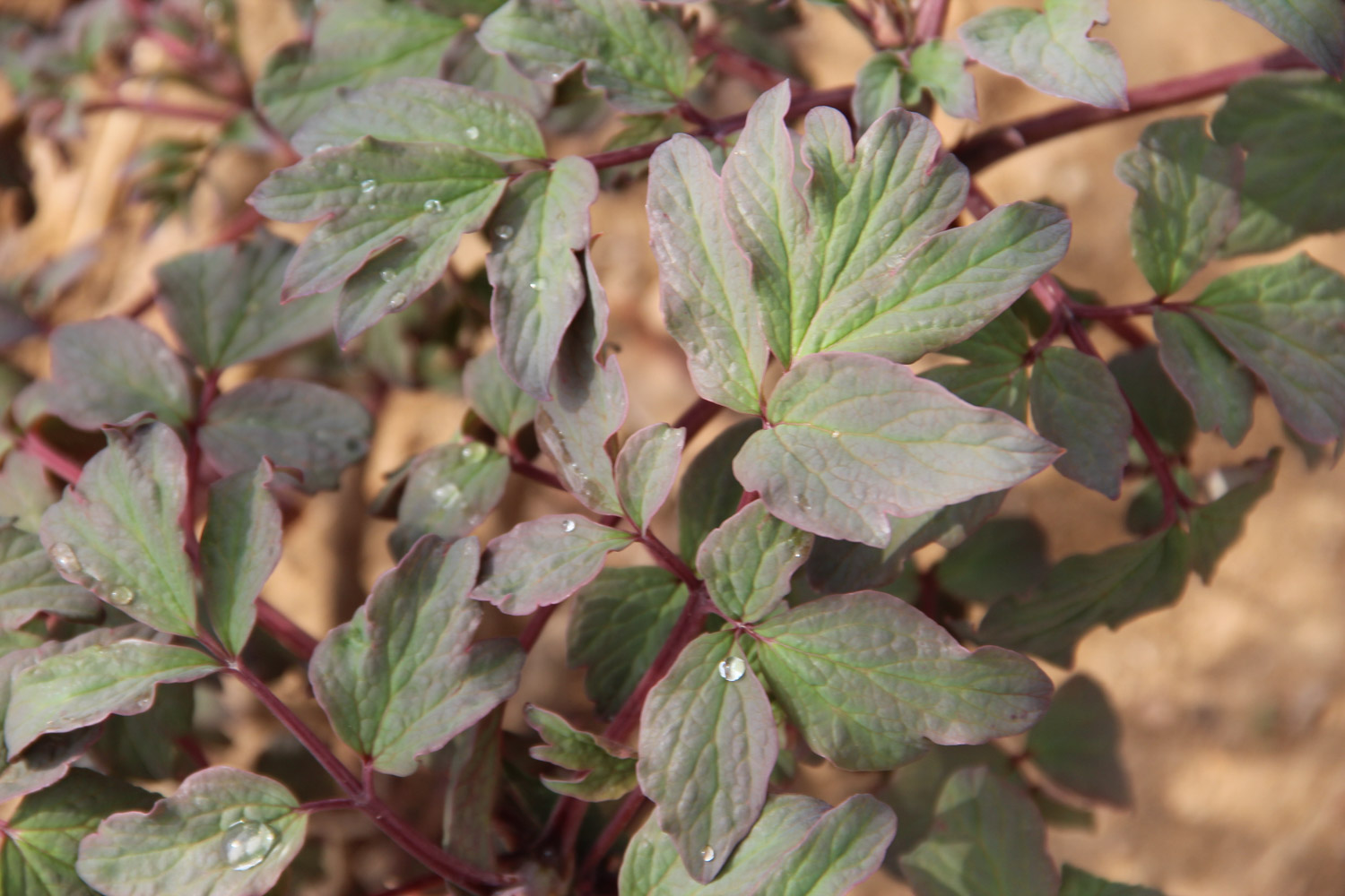 牡丹花常见病害及预防和治疗办法