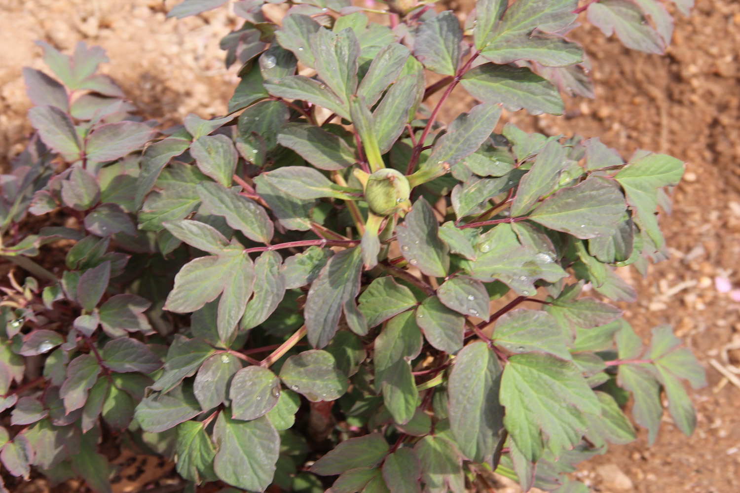 牡丹花常见病害及预防和治疗办法