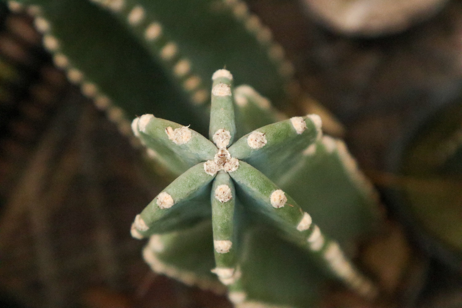 量天尺有哪些病害