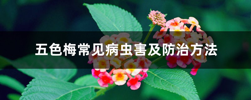 五色梅常见病虫害及预防和治疗办法