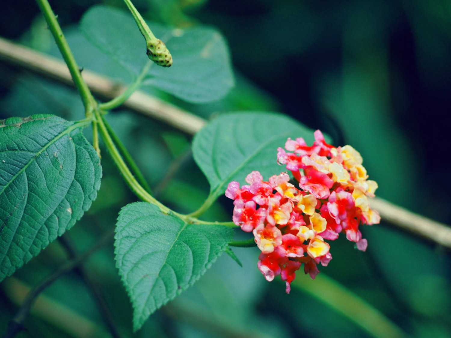 五色梅常见病虫害及预防和治疗办法