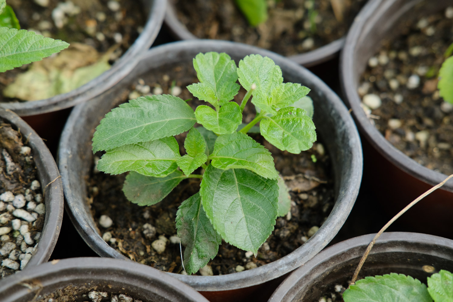 五色梅常见病虫害及预防和治疗办法