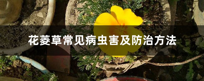 花菱草常见病虫害及预防和治疗办法