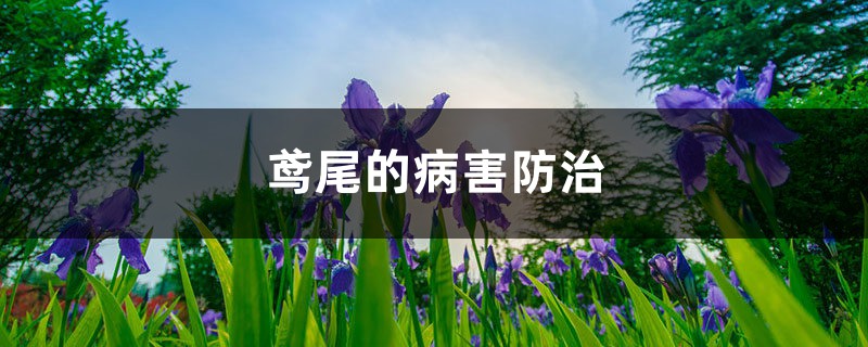 鸢尾的病害预防和治疗