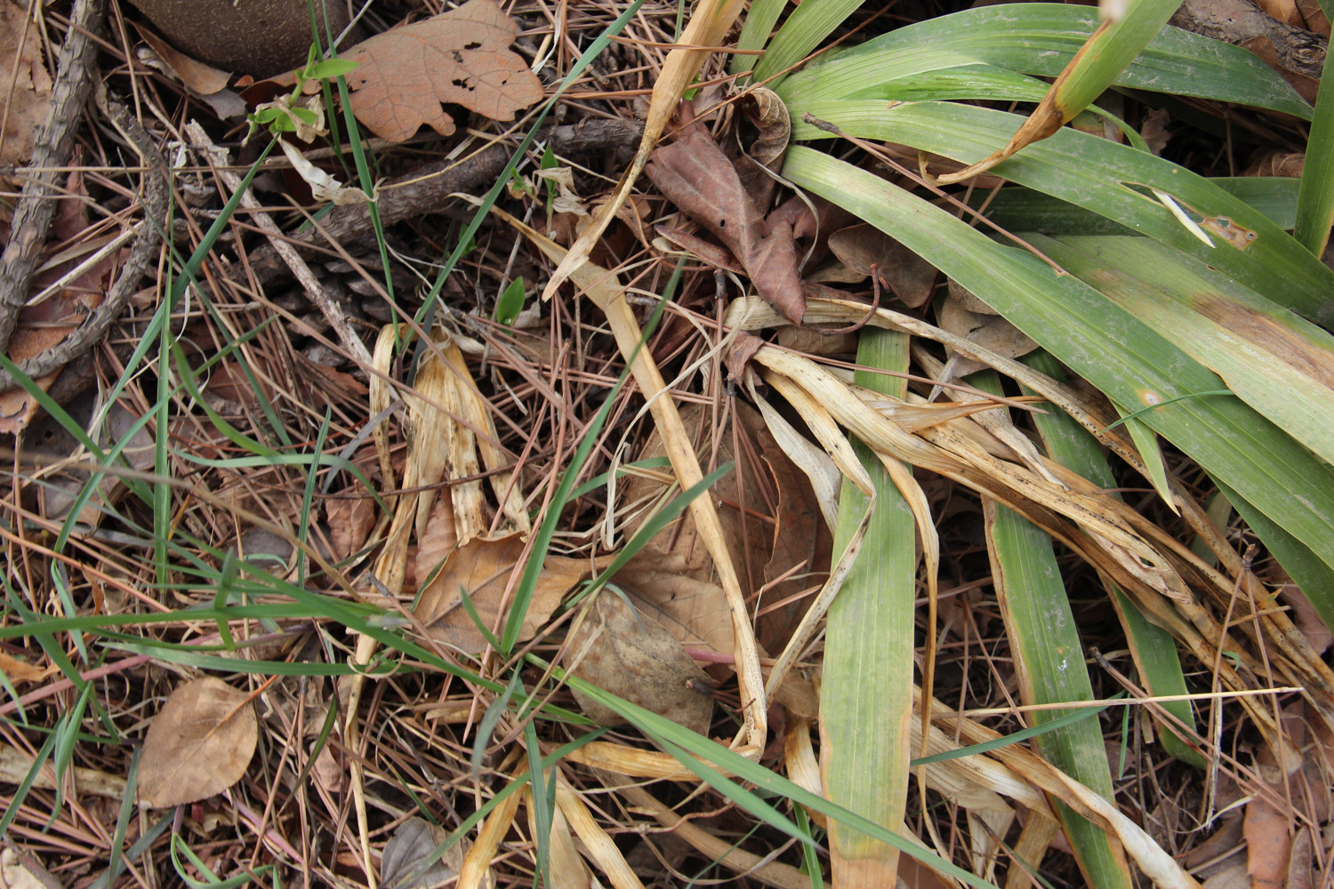 鸢尾的病害预防和治疗