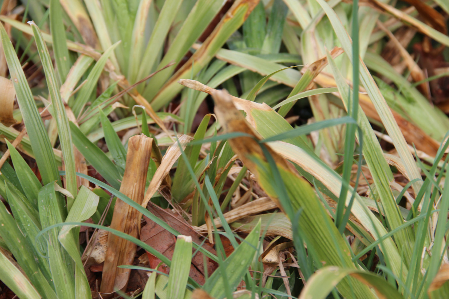 鸢尾的病害预防和治疗