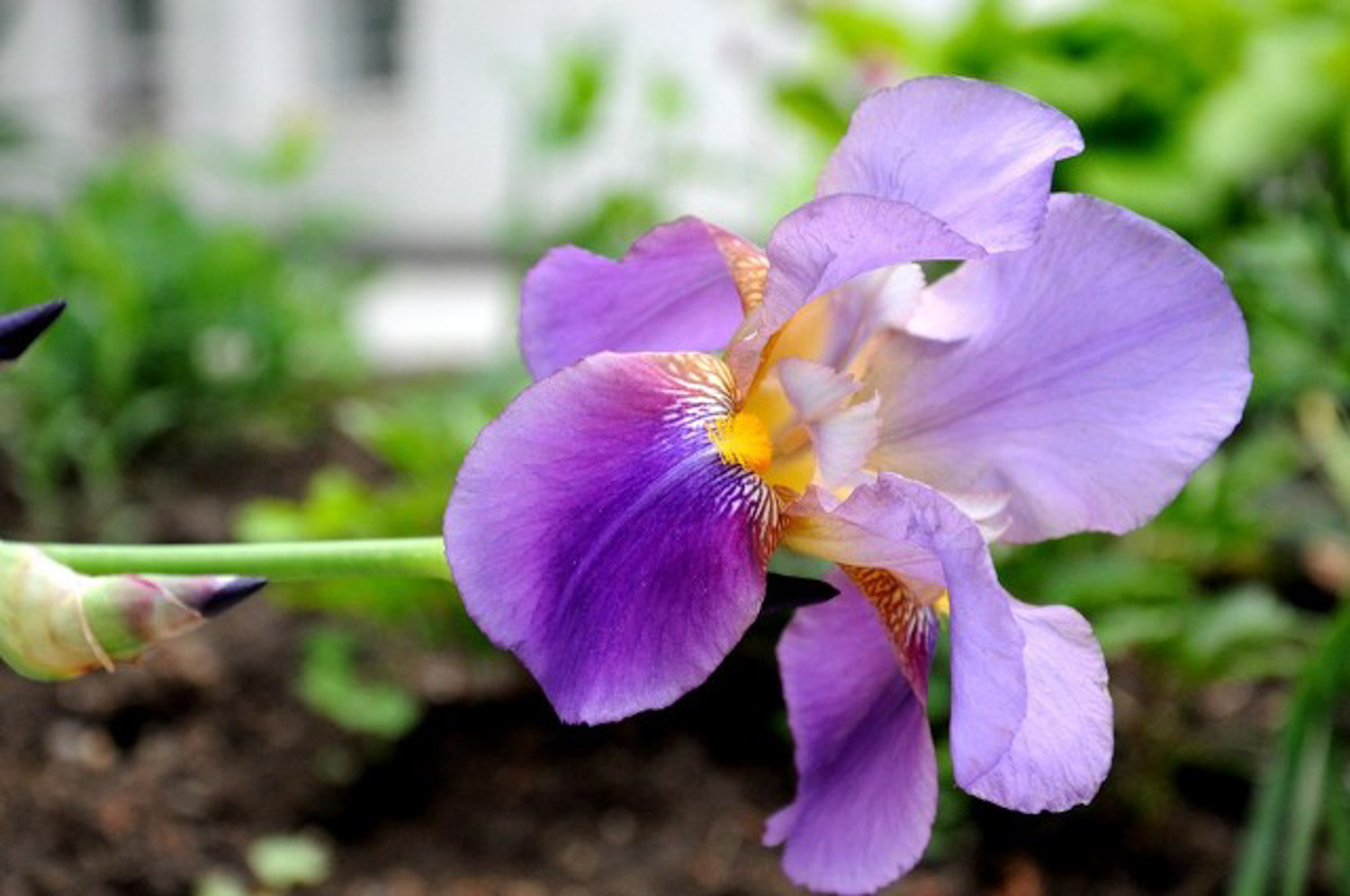 鸢尾的病害预防和治疗