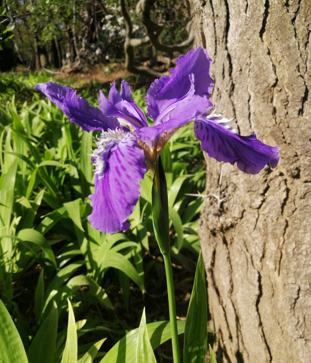 鸢尾的病害预防和治疗